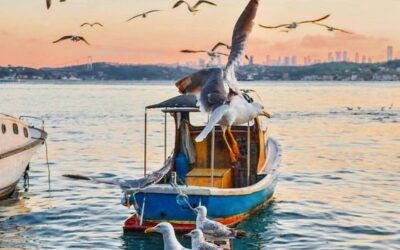 Августовските дни …